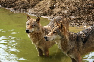 狼部落，狼部落毛子哥简历