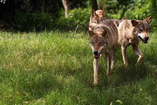 狼部落和皇家哪个好