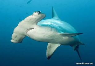 锤头双髻鲨的介绍