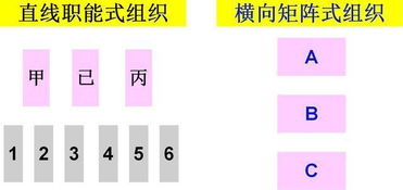 连合纤维的介绍
