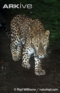 十大最强豹子排名