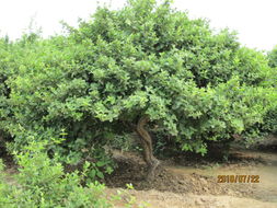 忍冬之树，忍冬之树奖励