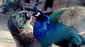 纳米浮漂和孔雀羽,芦苇的区别