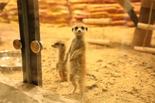 火了是什么意思