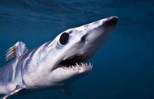 灰鲭鲨的外形特征