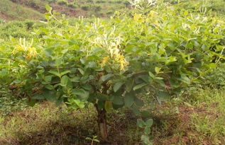 为什么忍冬之树只能到九级