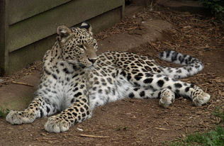 波斯豹，波斯豹和美洲豹谁厉害