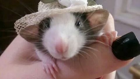 跳跳鼠，跳跳鼠健身器材