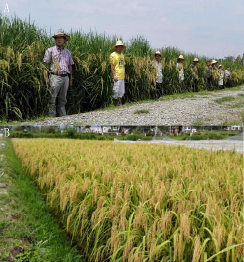 亩产超800公斤,两米“巨型稻”在榕江试种成功,“巨型稻”有何优势?