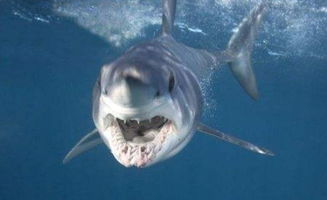 灰鲭鲨，灰鲭鲨怎么读