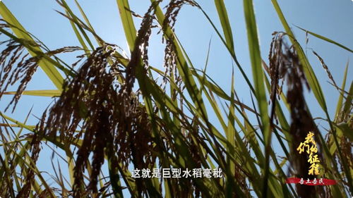 巨型水稻，巨型水稻种子哪里有售