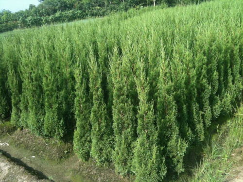 塔松图片 多肉植物开花吗