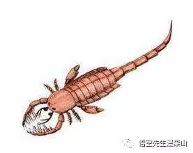 广翅鲎，广翅鲎怎么读