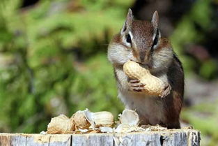 小松鼠喜欢吃什么??