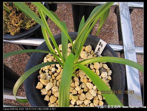 中国兰花交易网怎样匿名