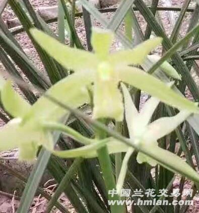 兰花交易平台，兰花交易平台有哪些