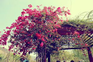 海棠入口，海棠入口非清水区