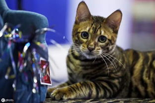 世界十大名猫品种