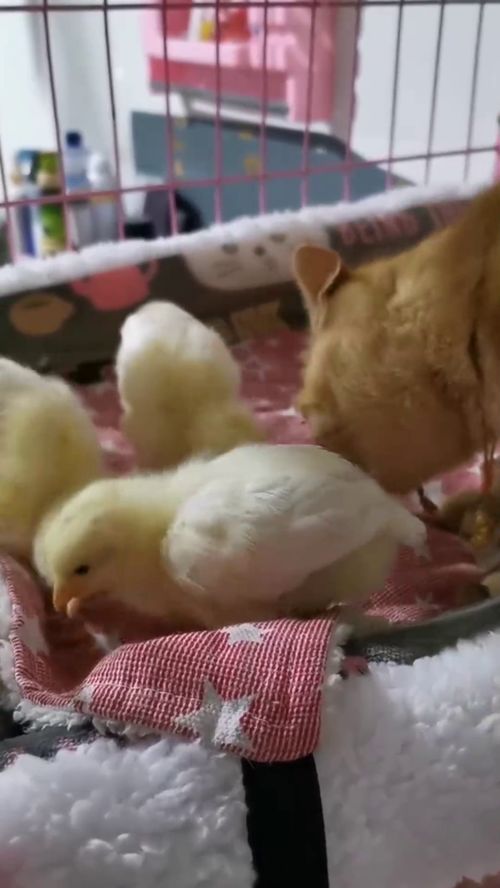 放在冰箱里的鸡蛋可以鹂出小鸡宝宝吗
