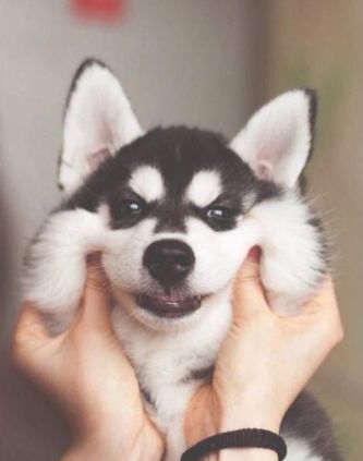 哈是什么意思，哈尼是什么意思