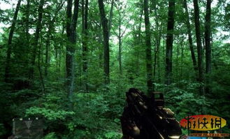 丛林图片，丛林图片大全高清