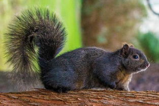 松鼠喜欢吃什么，松鼠喜欢吃什么坚果