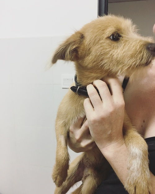 甜狗，甜狗是什么意思