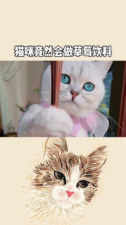 草莓猫，草莓猫咪能吃吗