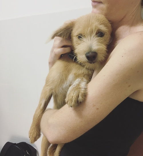 小甜狗男友啥意思?