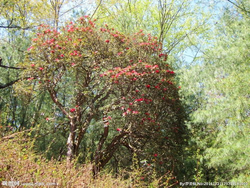 杜鹃花树，杜鹃花树图片