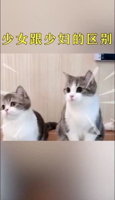 猫咪的品种有哪些