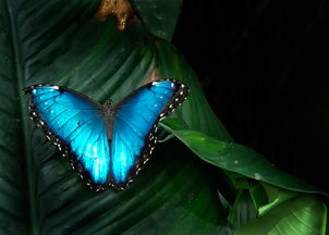 世界上蓝色的蝴蝶有几种,叫什么名字