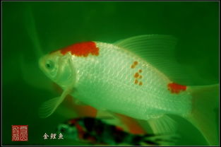 金鲤鱼怎么养