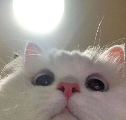 沙雕猫咪头像，沙雕猫咪头像图片微信头像