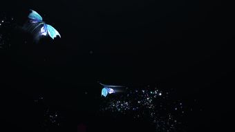 抖音蝴蝶消散特效为什么说不吉利?