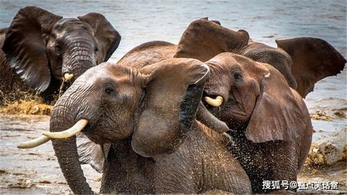 大象的鼻子有多长