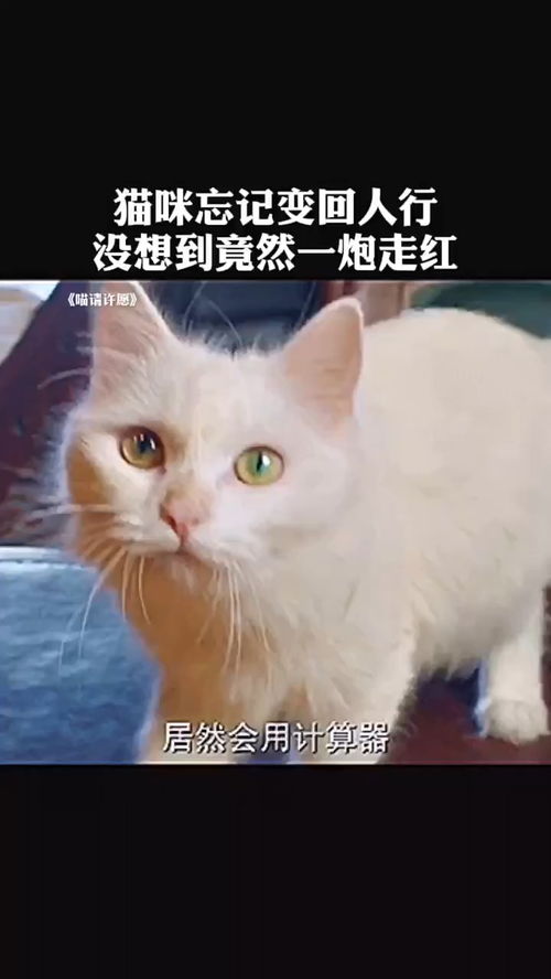 喵请许愿,喵请许愿电视剧免费观看全集