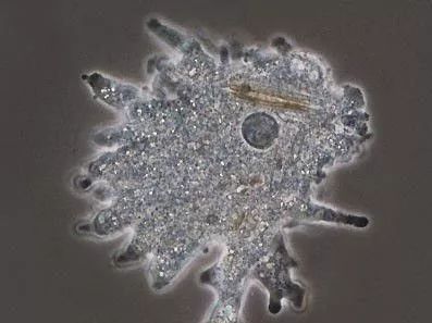 草履虫是不是变形虫呢