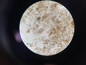 生物相、生物古地理划分