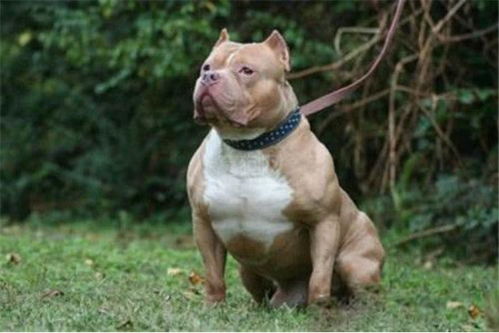 世界十大恶犬，世界十大恶犬排名图片