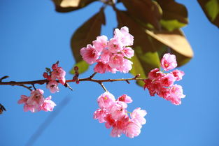 春樱,春樱布蕾