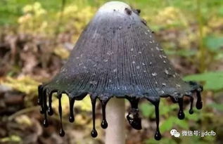在云南路边见到的野蘑菇,边上带一点点黑,这种蘑菇能吃吗?