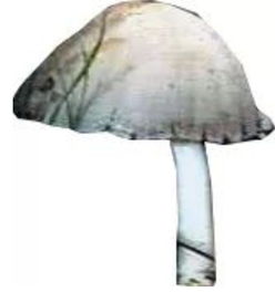 墨汁鬼伞，墨汁鬼伞蘑菇能吃吗