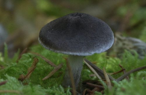 毁灭菇为什么叫核弹