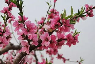 桃花花期，桃花花期多长时间