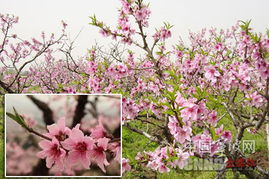桃花什么时候开?