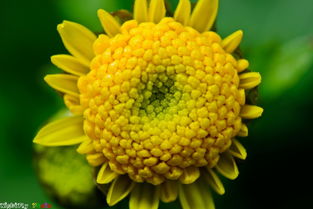 暴菊花