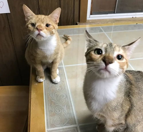 你见过最丑的猫咪长什么样子?