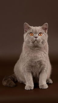 丑猫，丑猫图片