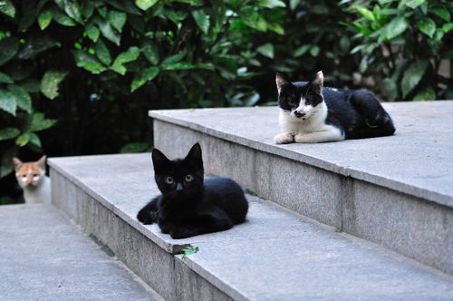 三猫，三猫扫地车
